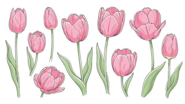 Collection of various pink tulips in different stages of bloom with green stems and leaves against a solid white background.
