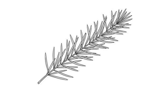 Delicate black and white line drawing of a fir or pine needle branch showing detailed texture on a plain white background.