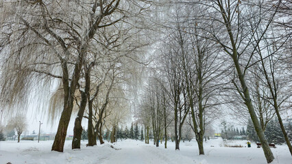 Fototapeta premium Rime in the Lublin region.