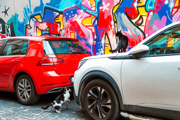 Stray cats play on a car. There is bright graffiti in the background.