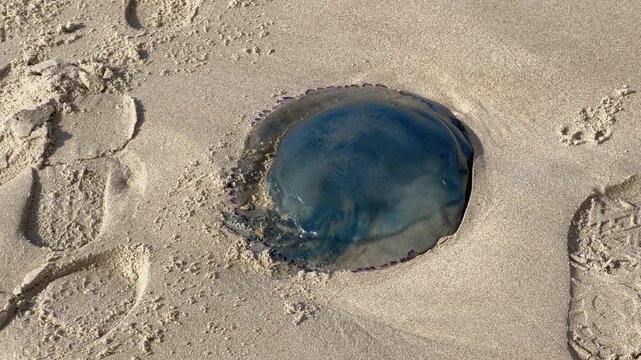 Diagonal tilt down barrel jellyfish beach Zoutelande North Sea