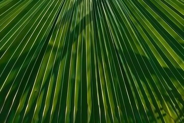 Fototapeta premium Tropical banana leaf nature outdoors plant.