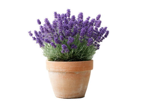 Lavender plant in terracotta pot blooming purple flowers Isolated on transparent background
