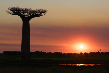 beautiful sunset with baobab tree