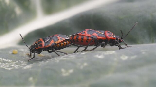 Close-up footage of red cabbage beetles, an insect belonging to the Pentatomidae family, during their mating season.
