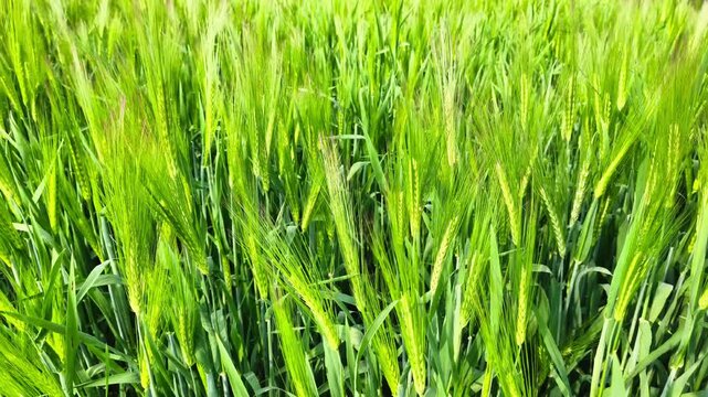 Fresh green barley crop growing in the rural agricultural field under bright sunlight