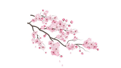 Naklejka premium Long Cherry Blossom Tree Branch Vector