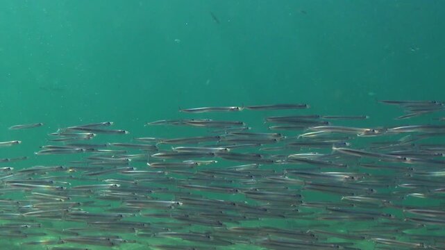 Large school of small fish, Mediterranean sand eel - Gymnammodytes cicerelus,  that can hide in the sand, Black Sea.