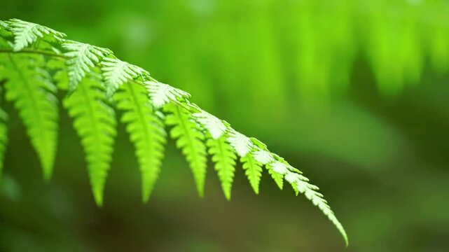 Abstract Foliage Focus on form, movement, and texture rather than specific identification.