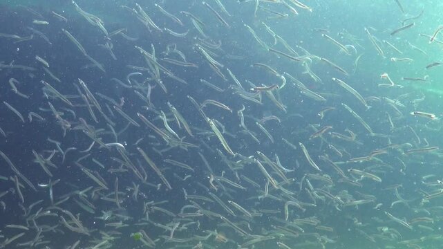 Large school of small fish Mediterranean sand eel Gymnammodytes cicerelus,  that can hide in the sand, Black Sea