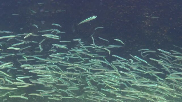 Large school of small fish Mediterranean sand eel Gymnammodytes cicerelus,  that can hide in the sand, Black Sea