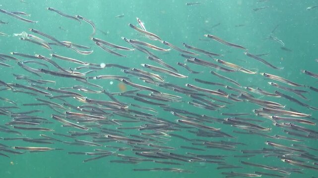 Large school of small fish Mediterranean sand eel Gymnammodytes cicerelus,  that can hide in the sand, Black Sea