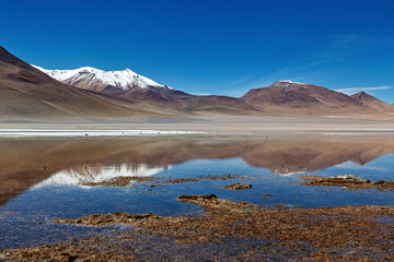 The Laguna Colorada in Bolivia	
