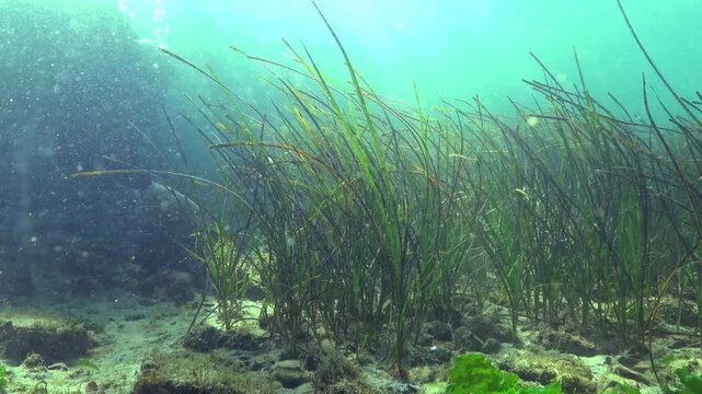 Seagrass Zostera marina in the Black Sea with thin, long leaves