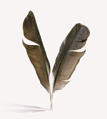 Two feathers stand on the surface, casting a shadow.