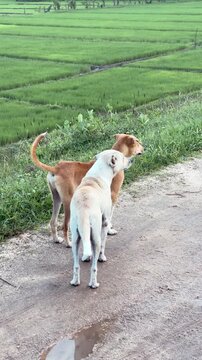 Two village dogs standing and wandering on a muddy rural road in Sri Lanka. Natural candid moment of village life, curiosity, companionship, and everyday rural atmosphere with a raw, authentic feel.
