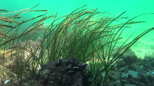 Seagrass Zostera marina in the Black Sea with thin, long leaves