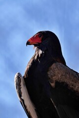 横向きのダルマワシのポートレート