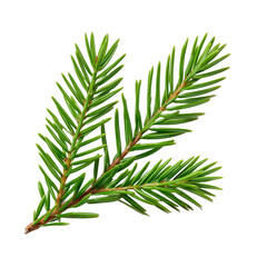 Fototapeta premium Fresh Evergreen Fir Branch on White Background png design element with transparency