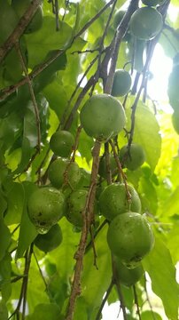 Close up Fresh Flacourtia Indica Fruits Hanging on Tree, Tropical Nature Background	