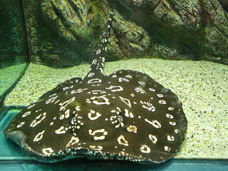 Stingray on the Bottom of an Aquarium © Butterfly2023