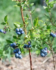Vertical 4x5 photo of ripe blueberries growing on bush in summer garden, fresh organic berries on branch, home gardening and healthy food concept, natural background with copy space