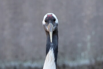 Fototapeta premium タンチョウ