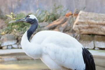 Fototapeta premium タンチョウ