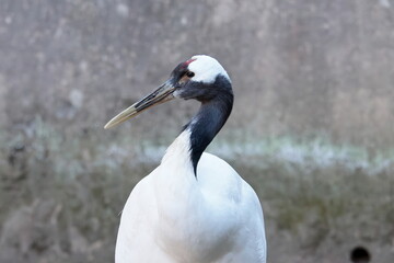 Fototapeta premium タンチョウ