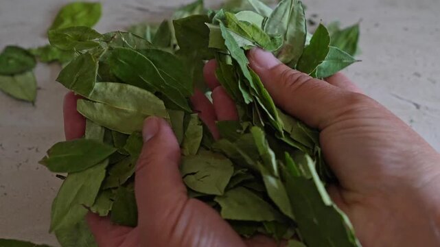 Hands delicately gathering and arranging a collection of fresh and dried coca leaves, a traditional andean solution for alleviating symptoms of altitude sickness