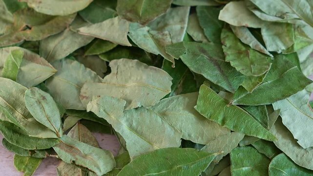 Dried coca leaves gently falling onto a tabletop. This botanical remedy is commonly used in the andes to help reduce symptoms of high altitude sickness
