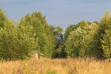 Obraz premium deer in the forest