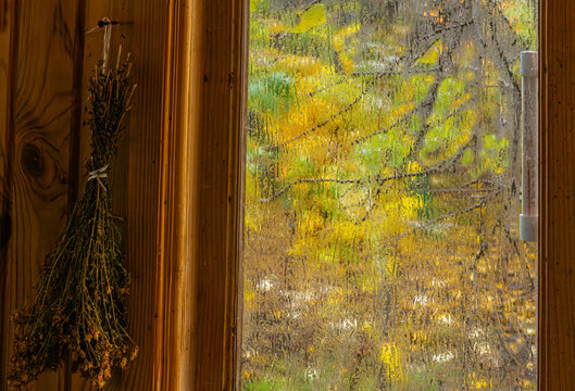 A bunch of dried St. John's wort hangs by the window with a thermometer on the frame, overlooking an autumn garden with yellow foliage through the fogged glass.