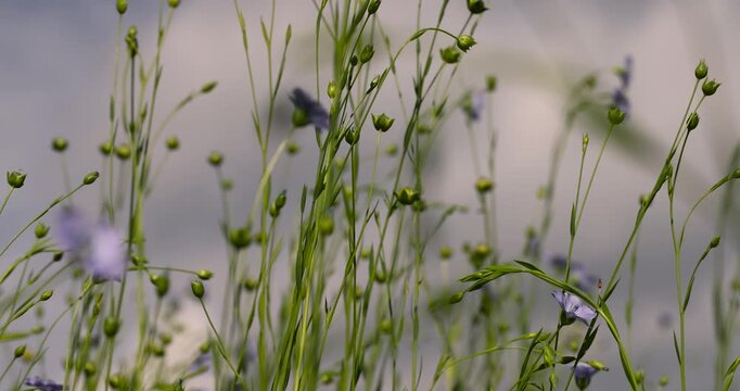 beautiful fragrant small blue flax flowers in the field in the summer of the year in sunny weather, a large amount of flax during flowering