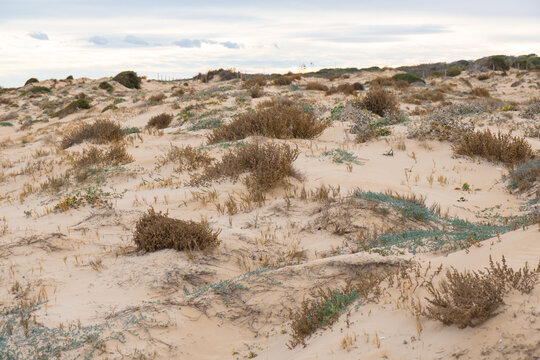 Protected dunes at El Moncayo Beach in Guardamar del Segura, Spain, fine sand. Wooden walkways and rope fencing guide visitors, prevent erosion, and protect fragile coastal ecosystems