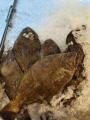 Obraz premium Fresh Whole Flounder Flatfish Displayed on Crushed Ice at a Seafood Market