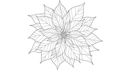 Detailed line art illustration of a blooming poinsettia plant showing the intricate leaf patterns and veins in a circular floral arrangement.