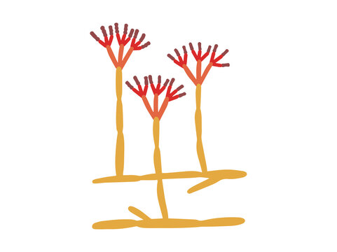 Mold Spore Penicillium Clip Art
