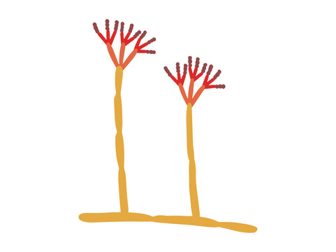 Spore Penicillium Fungus Clip Art
