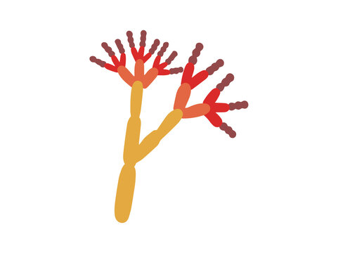 Hand Drawn Mold Penicillium Fungus