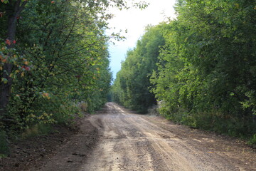 Obraz premium A dirt road in a forest in northeastern Europe on a sunny summer day