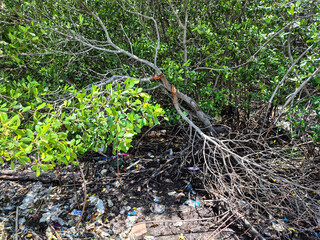 Obraz premium Environmental Pollution in Mangrove Forest with Plastic Waste on Coastal Shore