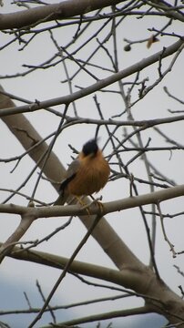 Brahminy Starling - 4k Vertical Video