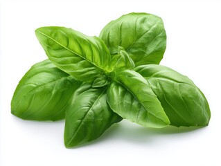 Fresh green basil leaves isolated on white background for culinary herb design