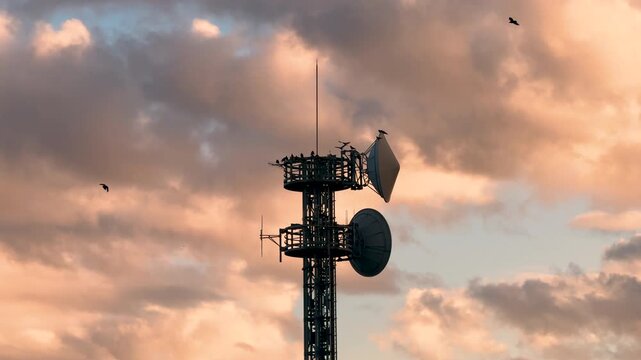  telecommunication tower and flying crows  at sunset