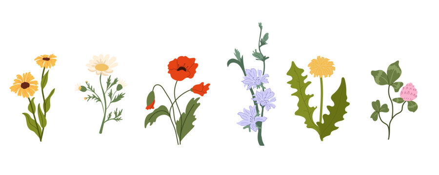 Wildflowers and Meadow plants collection isolated on White. Botanical set with poppy, daisy, chicory, dandelion, and clover. Floral elements for spring garden designs or packaging