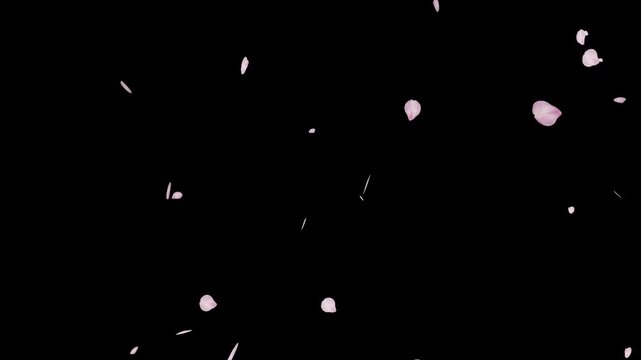 Rose flower petals isolated on transparent background. Cherry blossom falling 3d animation. Valentine's, mother's, women's day, spring holidays background.
