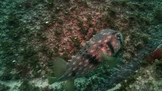 Slow-motion rear three-quarter view of a porcupinefish Diodon hystrix swimming forward through a narrow reef crevice, showing its rounded body and short spines.