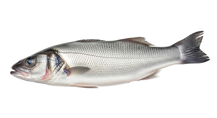 Obraz premium Uncooked fresh whole sea bass fish displayed, cut out, stock png, isolated on transparent background