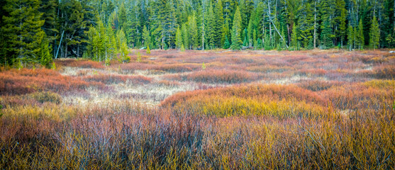 Autumn grass in Yellowstone park